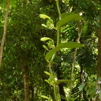 Vanilla planifolia Andrews